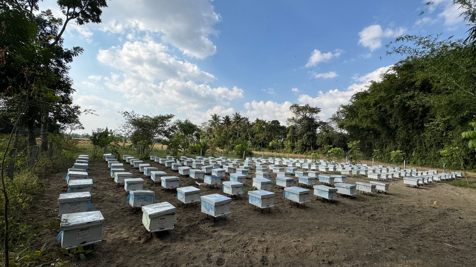 मधेपुरा के डीएम ने रामगंज परियोजना को सराहा, कहा—उत्तर बिहार में वैज्ञानिक शहद उत्पादन का बनेगा नया मॉडल